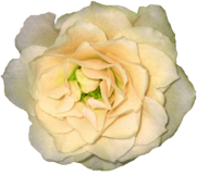Large White Rose