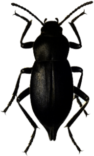 Beetle Black