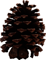 Dark Pine Cone