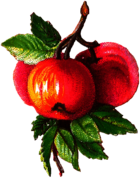 Apples Branch Victorian Vintage