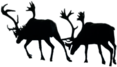 Two Walking Reindeer (Caribou)