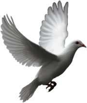 Flying Dove