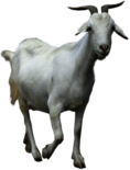 Goat Walking
