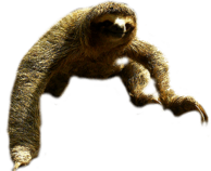 Sloth Jump