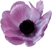 Pink Anemone