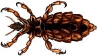 Adult Head Louse Illustration