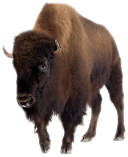 Bison Front View