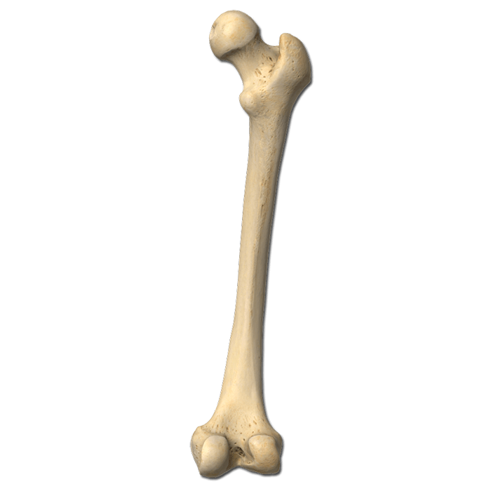 Femur Bone
