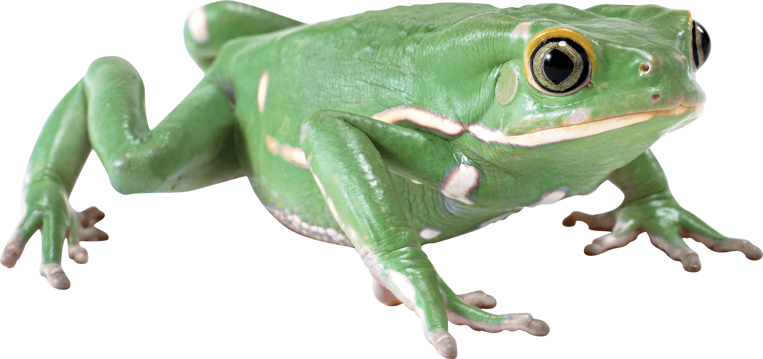 Almost Flat Frog