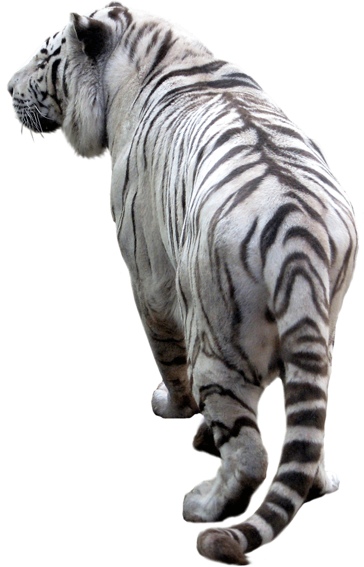 White Tiger Back