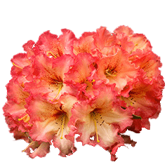 Bicoloured Rhododendron