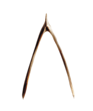 Turkey Wishbone
