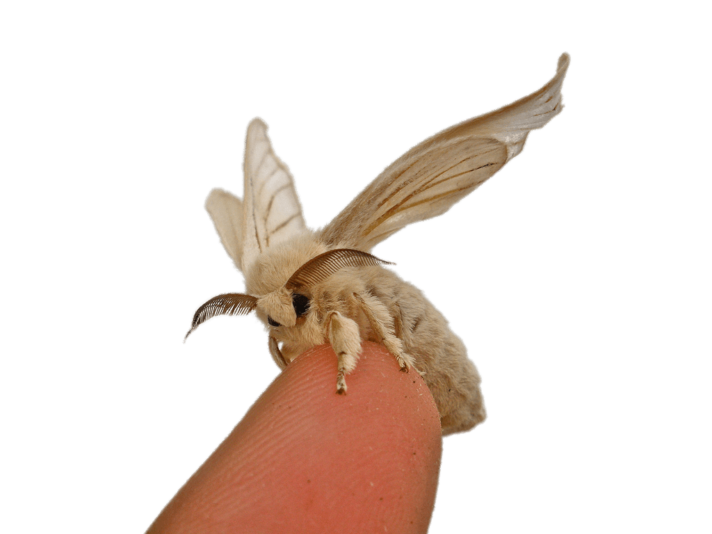Silkworm Moth on Fingertip