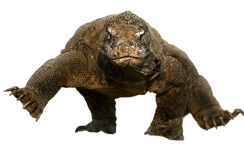 Komodo Dragon Running