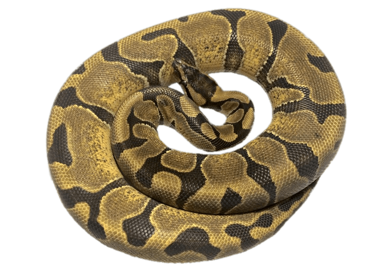 Rolled Up Python