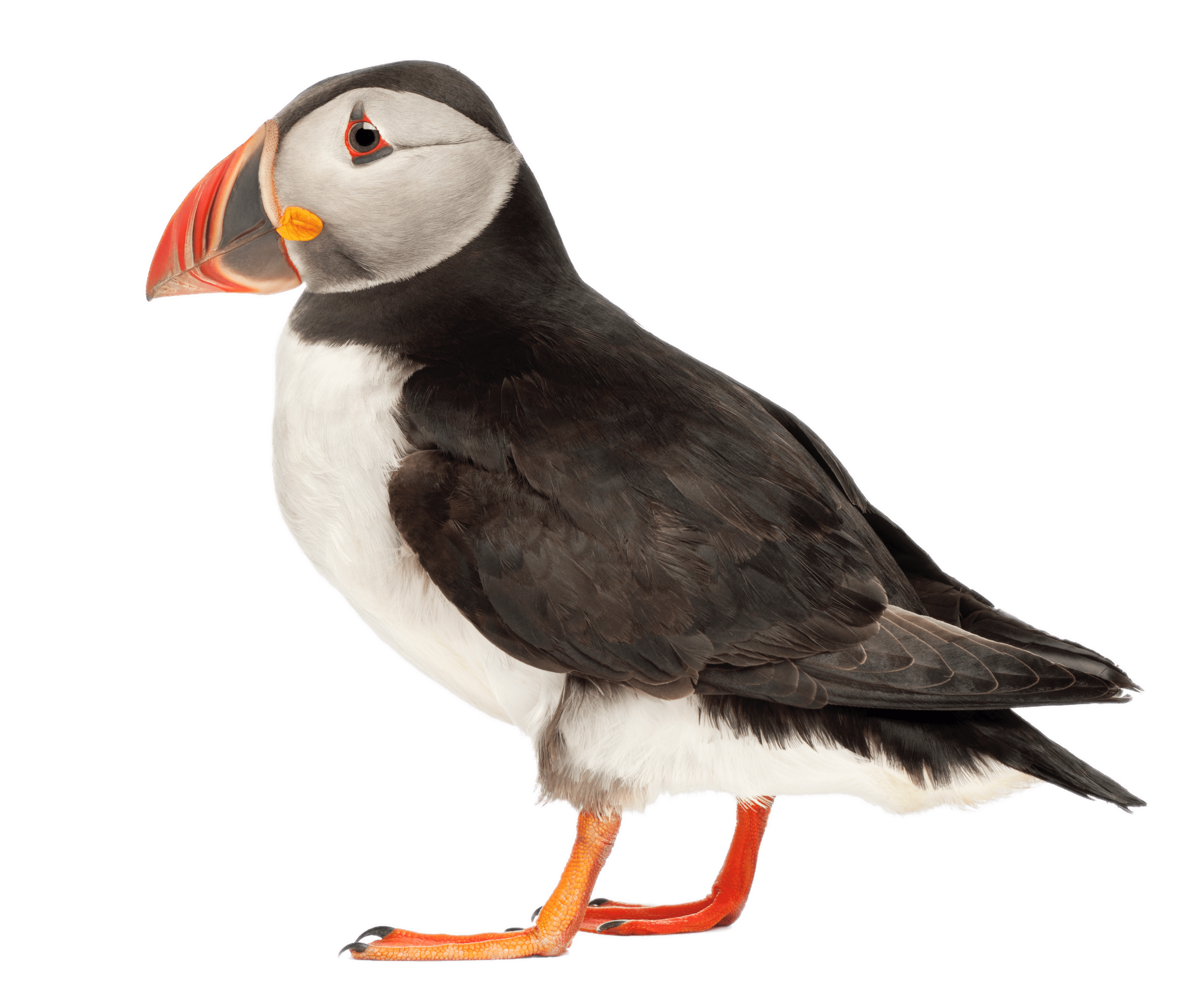 Puffin Side View