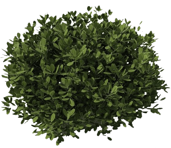 Bush Dark Green