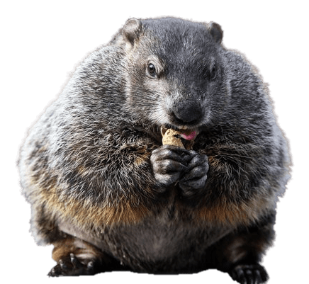 Groundhog Eating Peanut