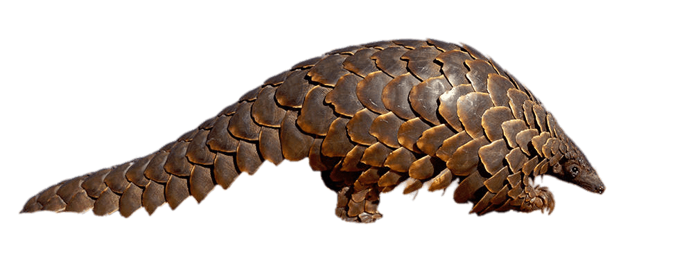 Adult Pangolin