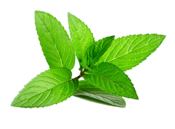 Peppermint Leafs