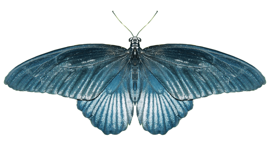 Butterfly Blue