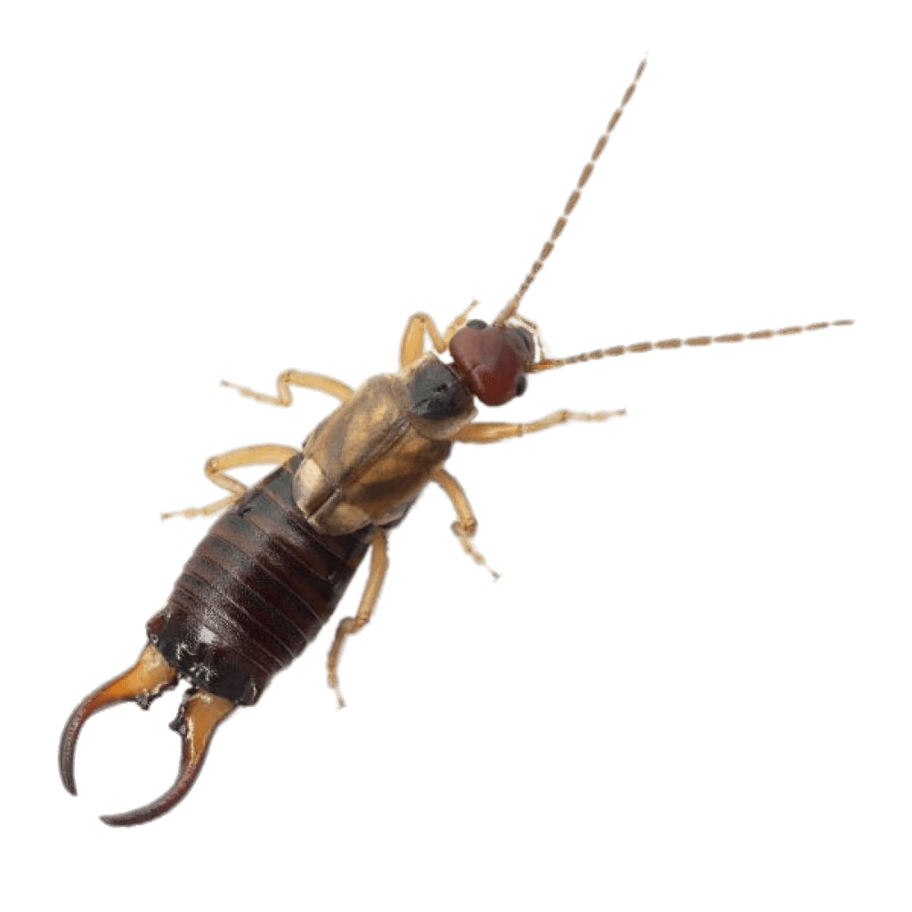 Earwig