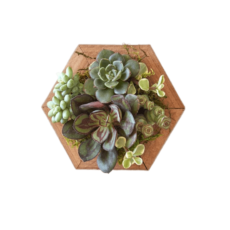 Succulents on Wooden Base