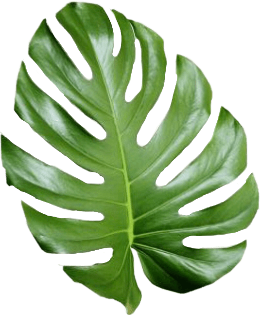 Large Tropical Leave