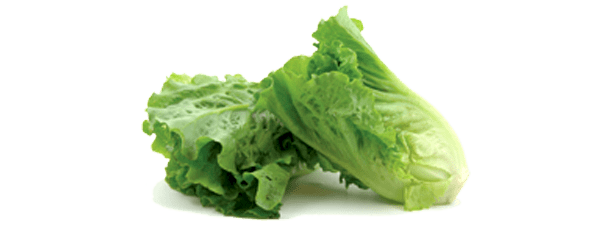 Romaine Lettuce