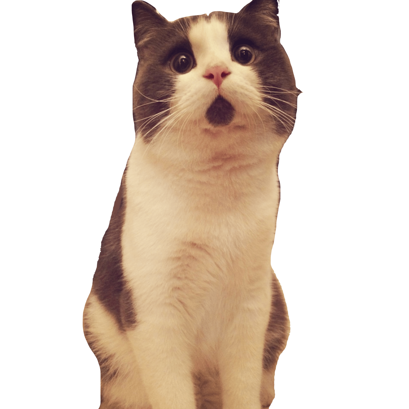 Banye Surprised Cat Looking Up