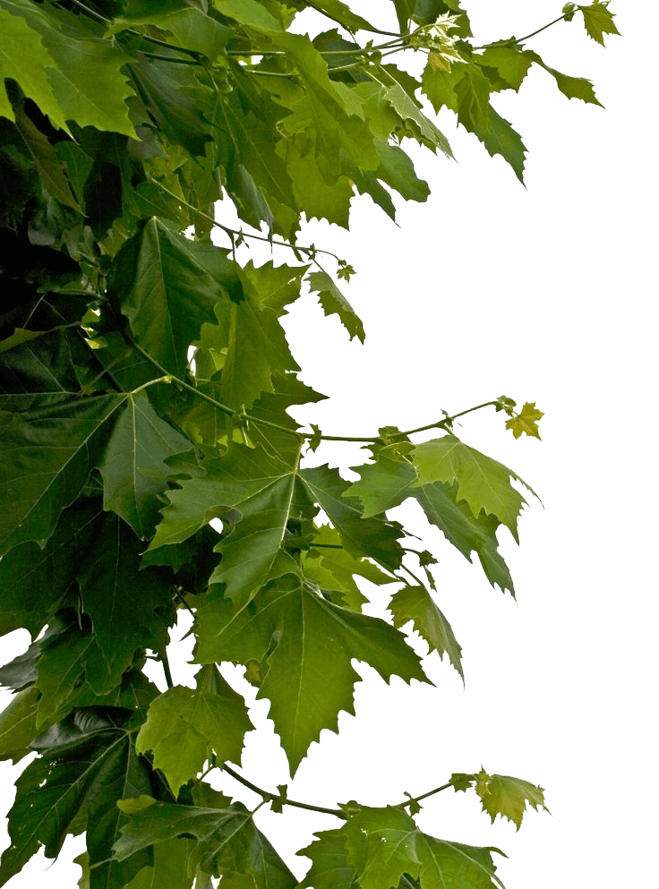Leaves Side Decoration