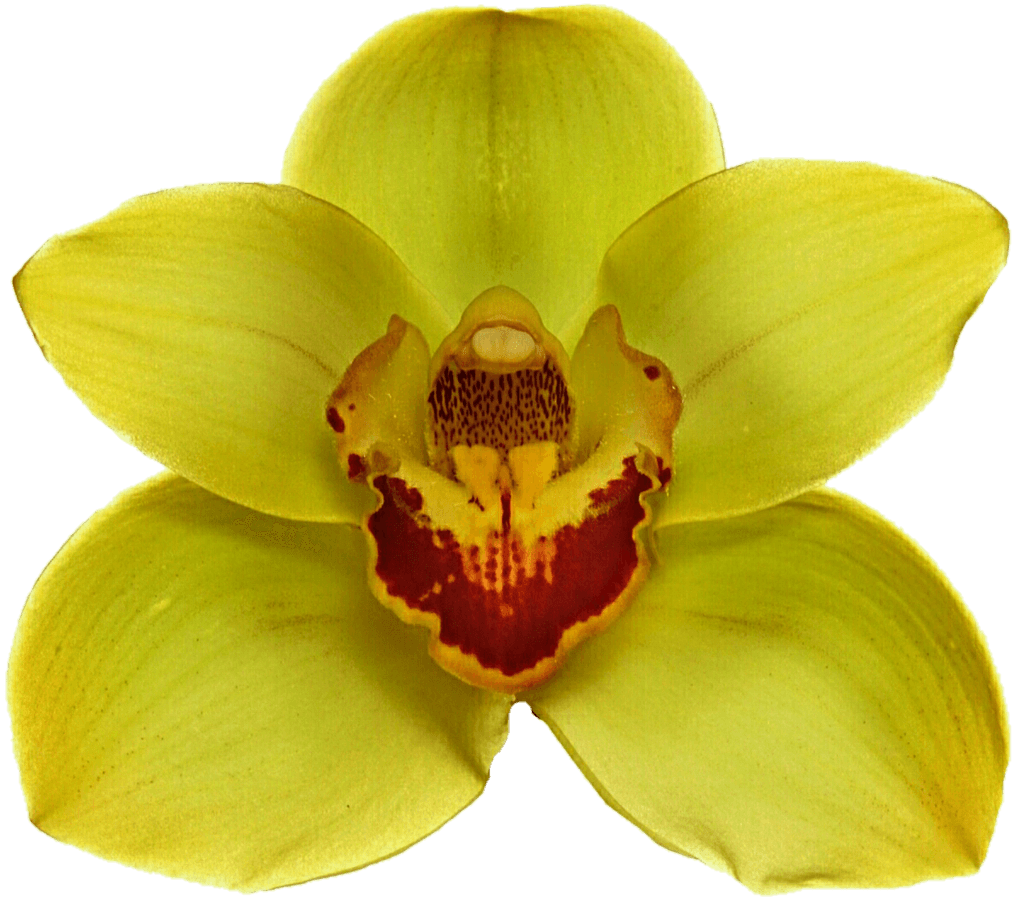 Yellow Orchid