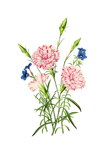 Beautiful Flower Clipart