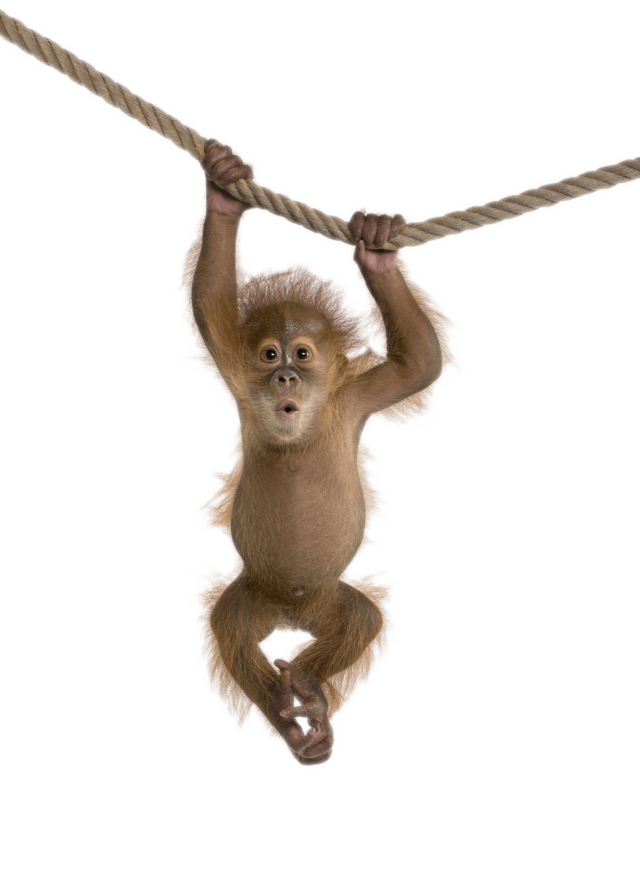 Monkey On Rope