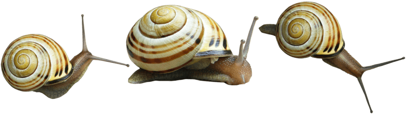 Snail Trio