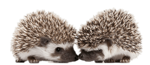 Hedgehogs Touching Snouts