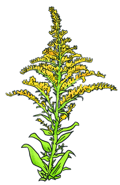 Goldenrod drawing