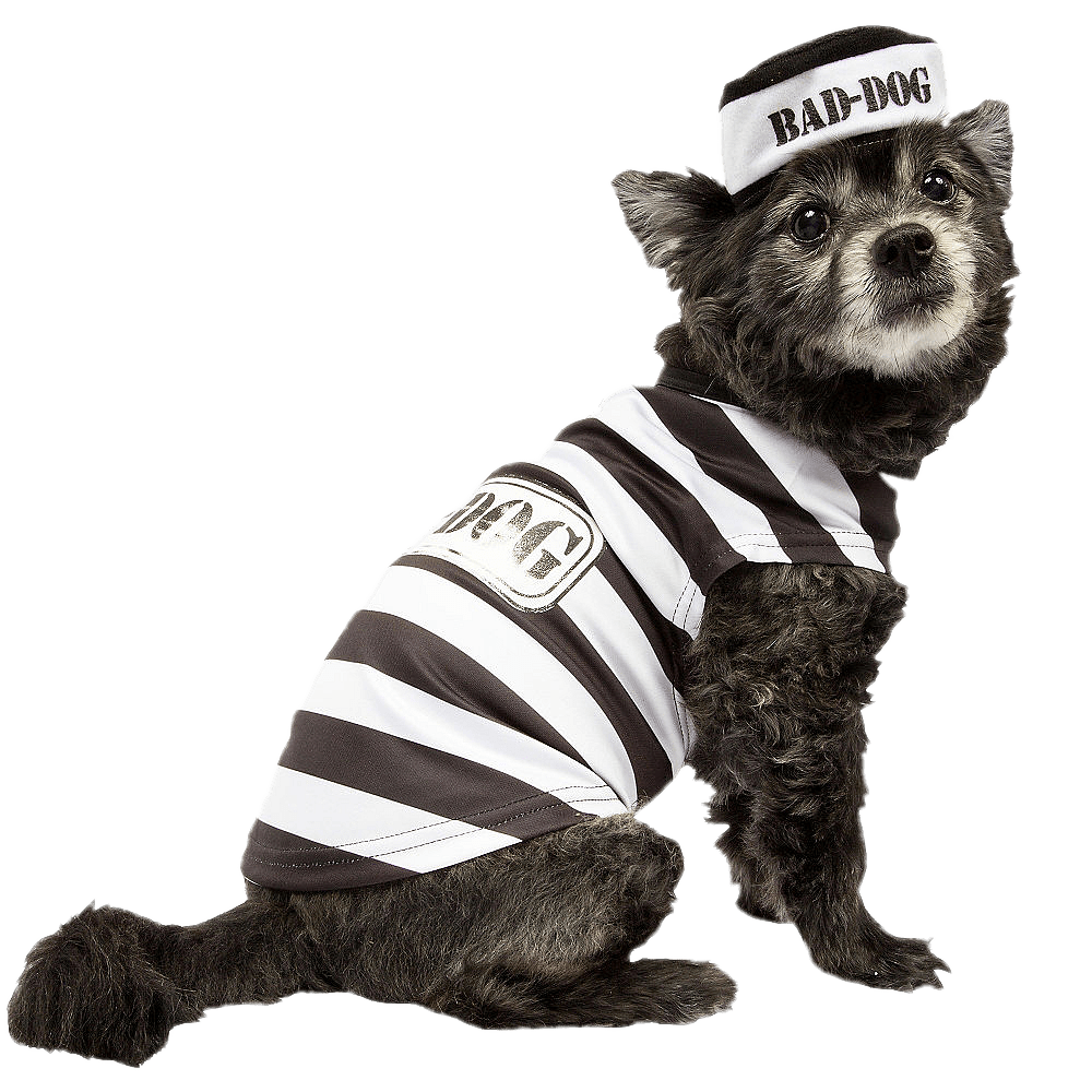 Dog in prisoner costume