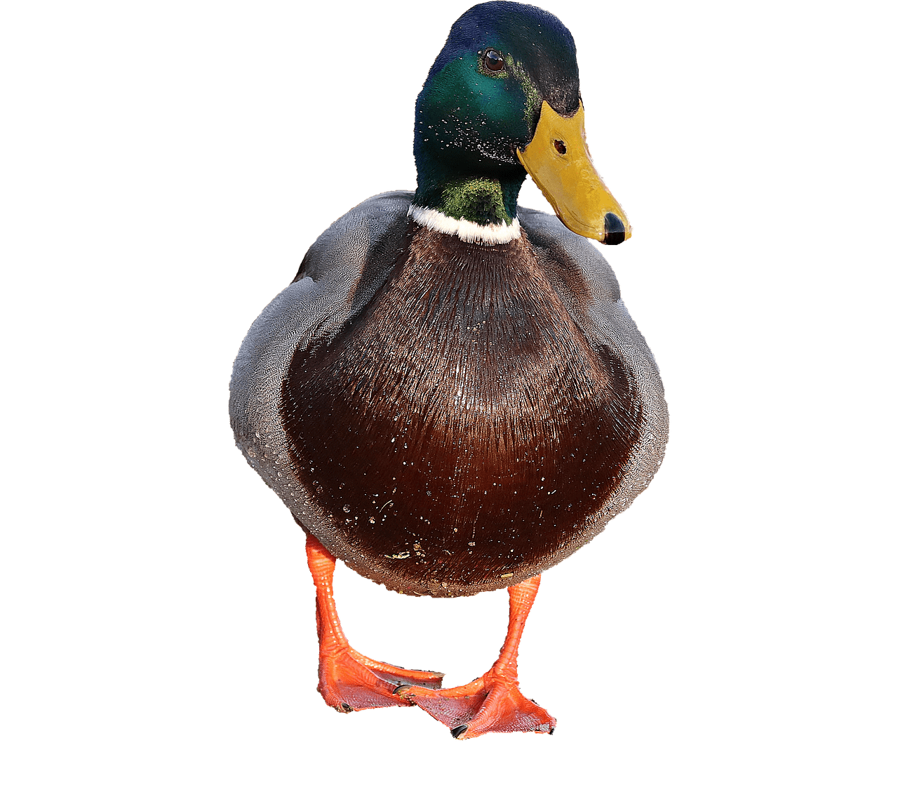 Duck Male