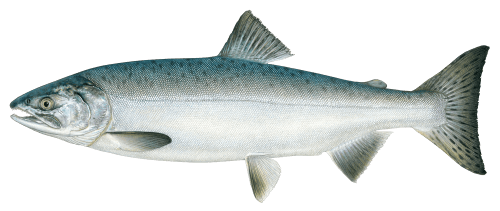 Pink Salmon