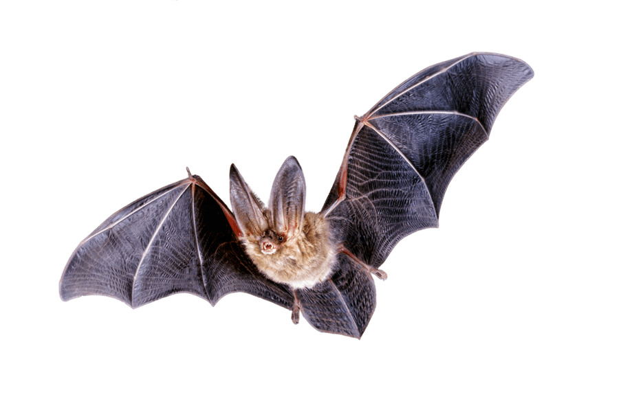 Bat Flying