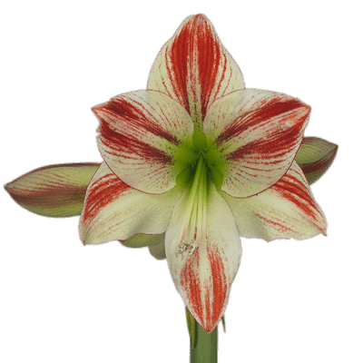 Single Amaryllis