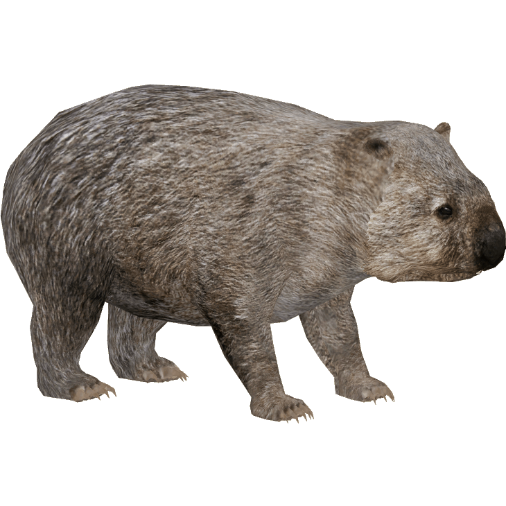 Common Wombat
