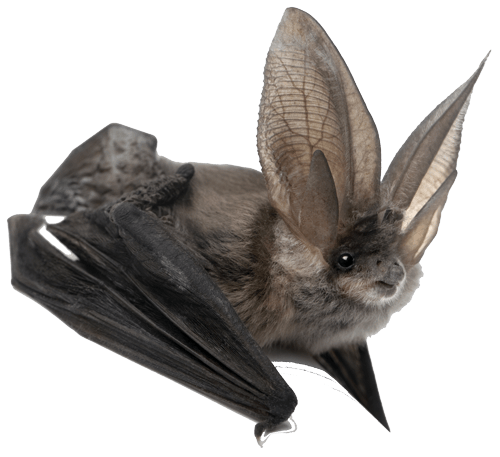 Bat Large Ears
