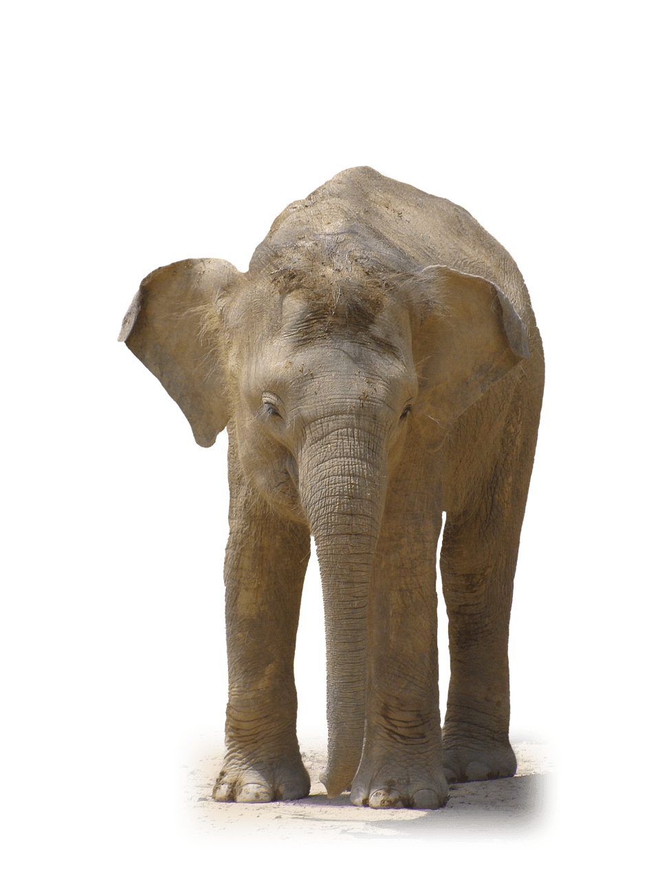 Elephant Front View