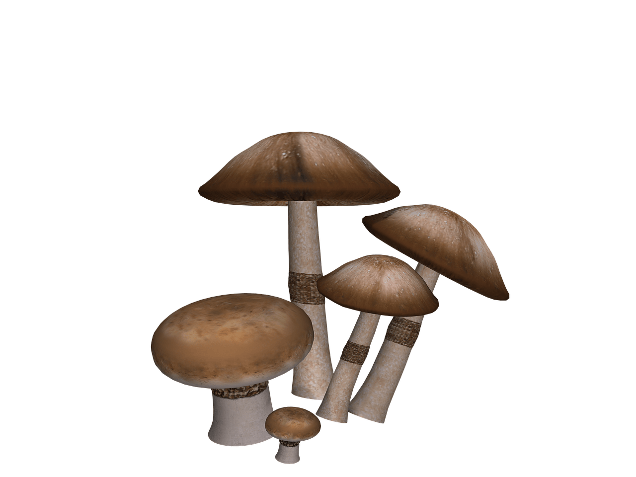 Mushrooms Collection