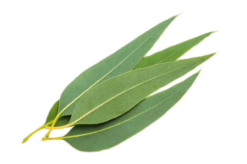 Eucalyptus Leaves