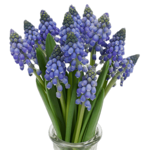 Grape Hyacinths
