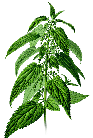 Nettle Plant Drawing