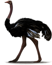 Ostrich Illustration
